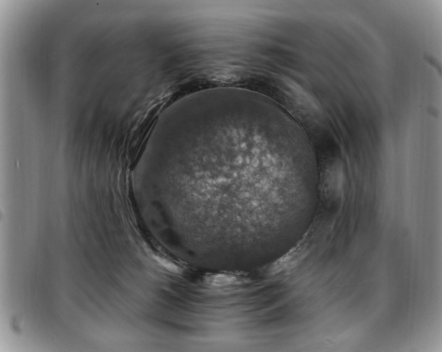 X0000097670180200802291509