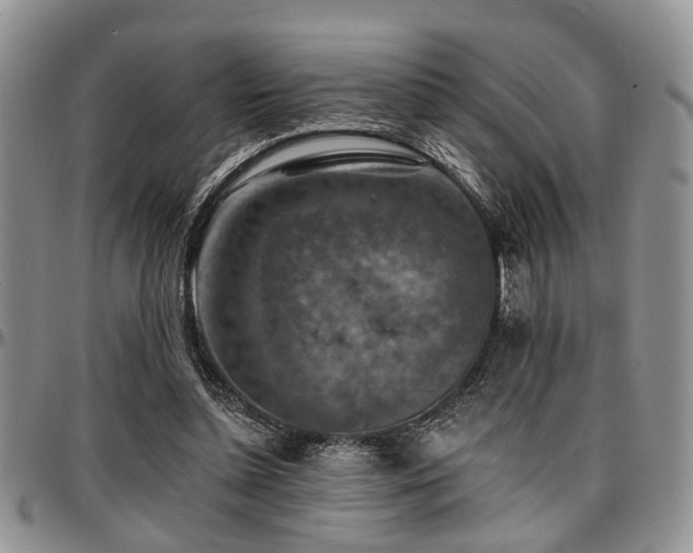 X0000097670348200802291506