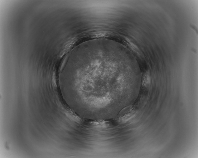 X0000097670524200802291503