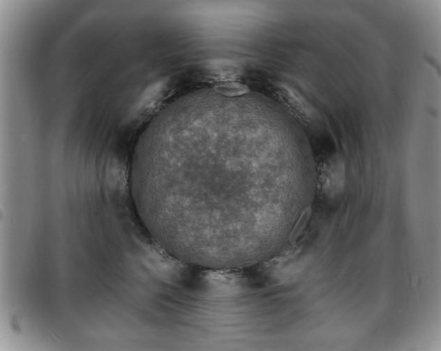 X0000097670568200802291503