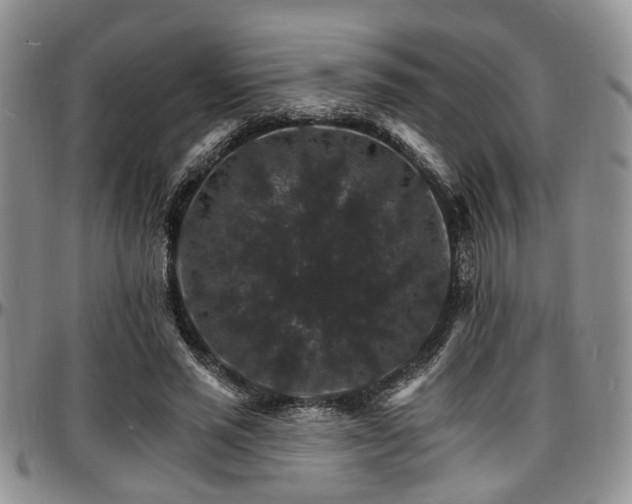 X0000097670637200802291501