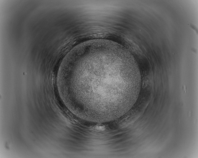 X0000097670647200802291501