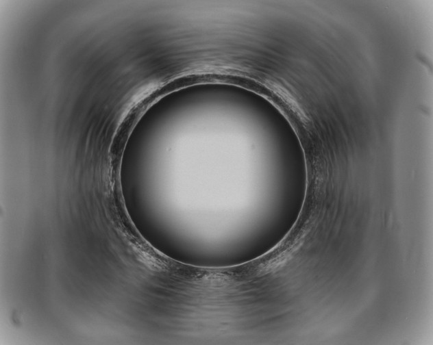 X0000097670974200802291456