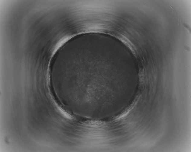 X0000097671077200802291455