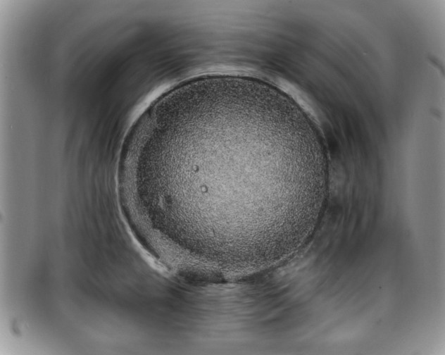 X0000097671237200802291453