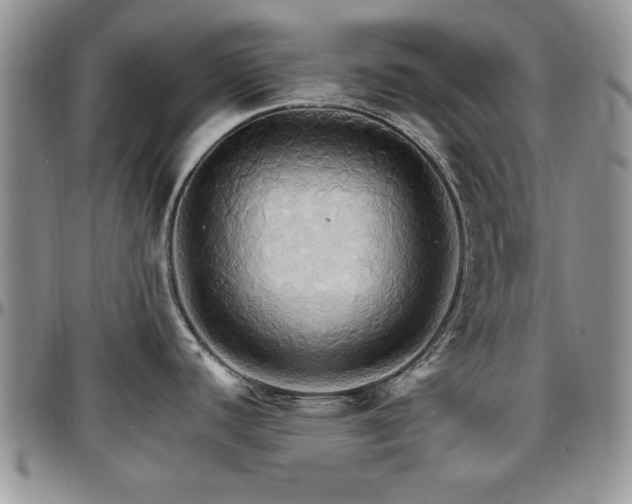 X0000097671440200802291450