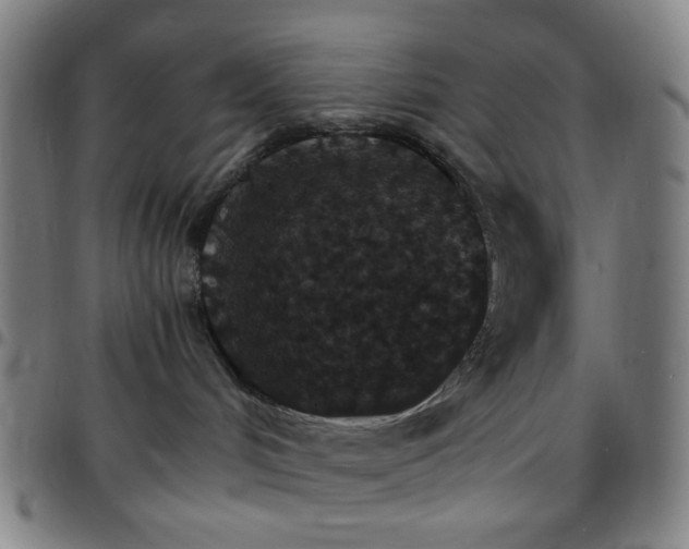 X0000097670048200803071605