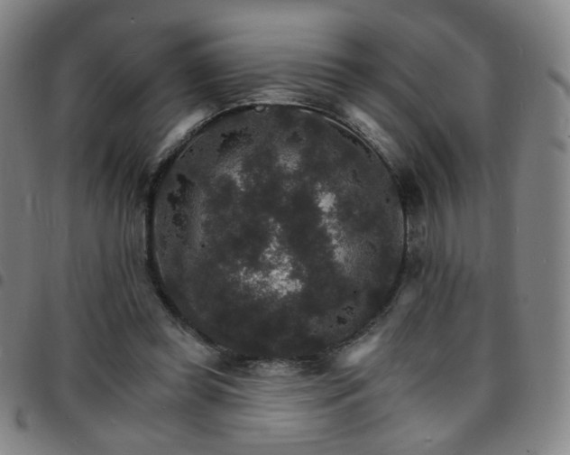 X0000097670349200803071600