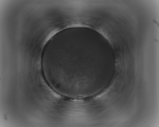 X0000097671173200803071548