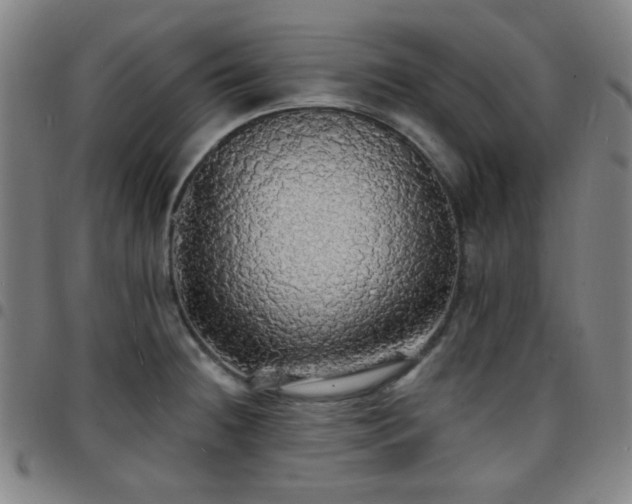 X0000097671236200803071548