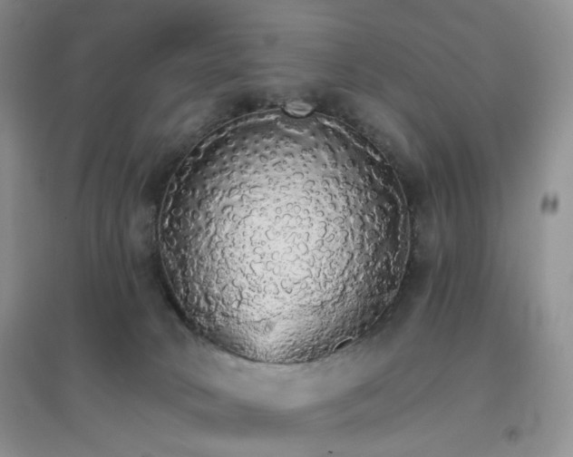 X0000097670034200803142204