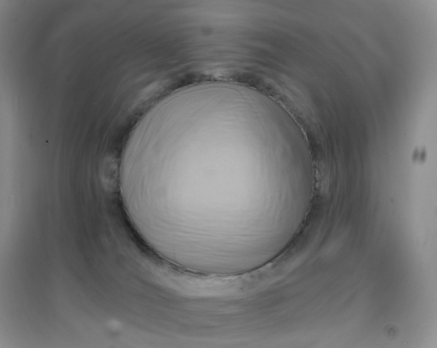 X0000097670036200803142204