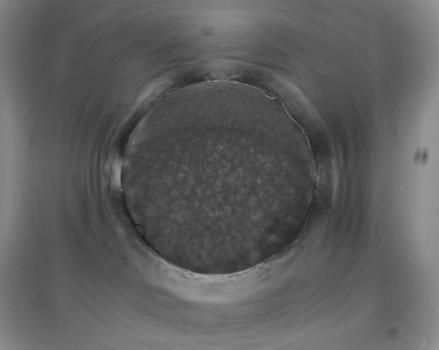 X0000097670046200803142204