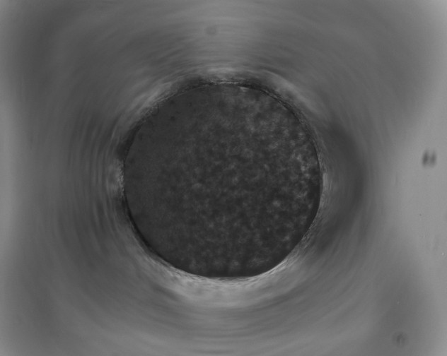 X0000097670048200803142204