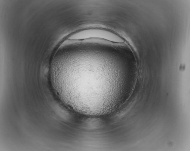 X0000097670063200803142204