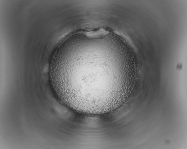 X0000097670066200803142204