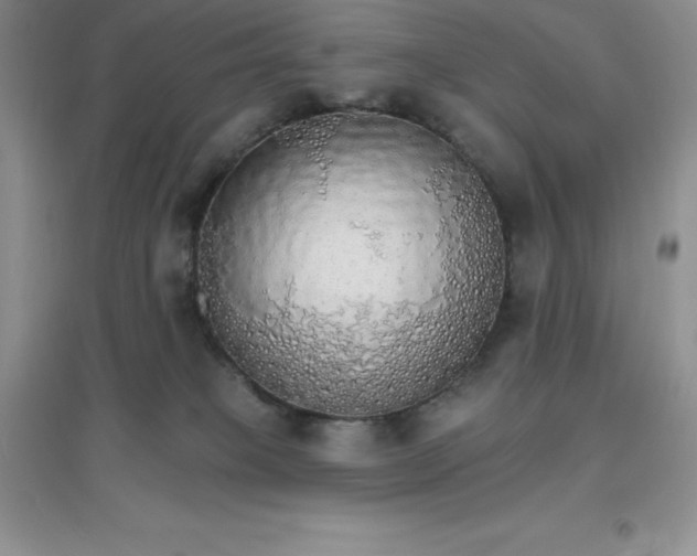 X0000097670085200803142204