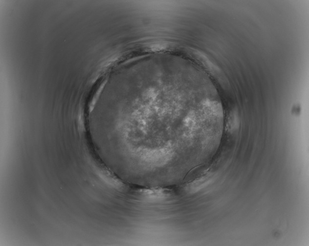 X0000097670524200803142157