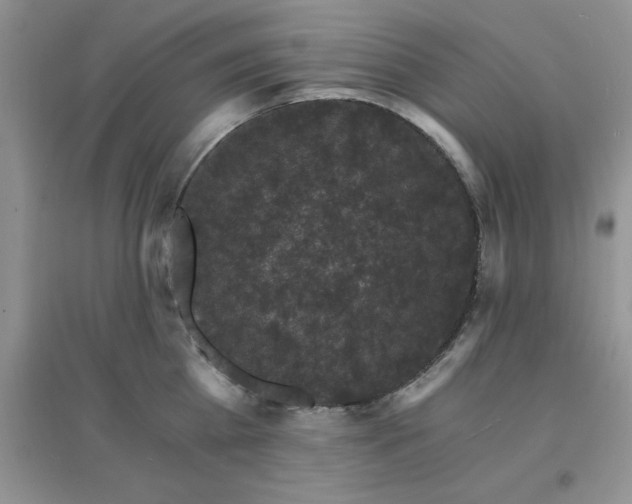 X0000097670809200803142153