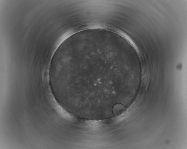 X0000097670810200803142153