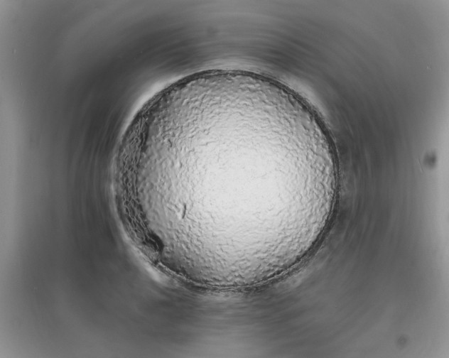 X0000097671040200803142150
