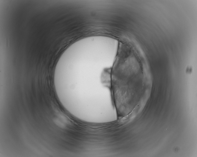 X0000097670175200803211951