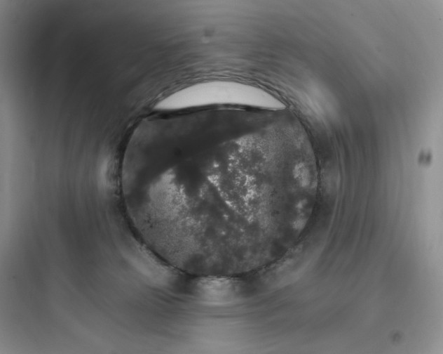 X0000097670181200803211951