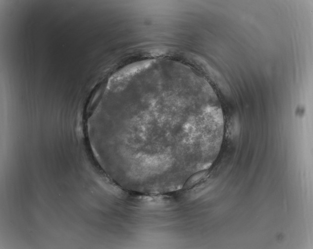 X0000097670524200803211945