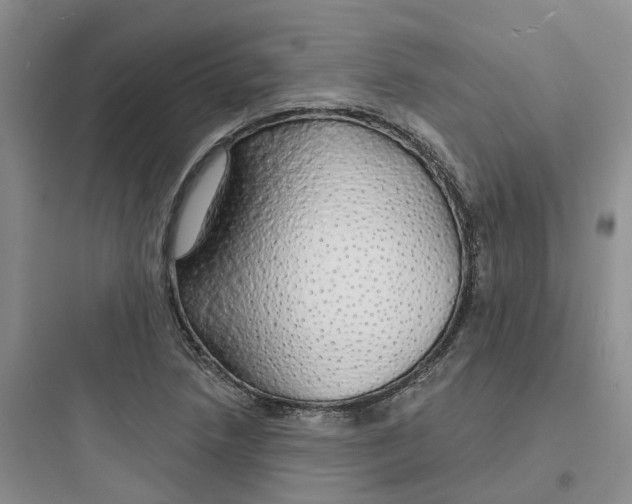 X0000097671218200803211935