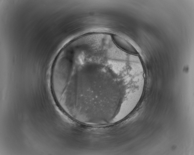 X0000097671245200803211935