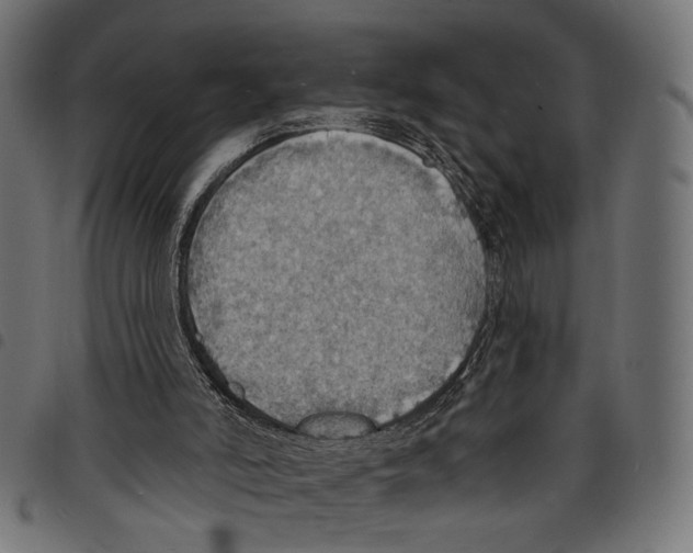 X0000097670006200803281023