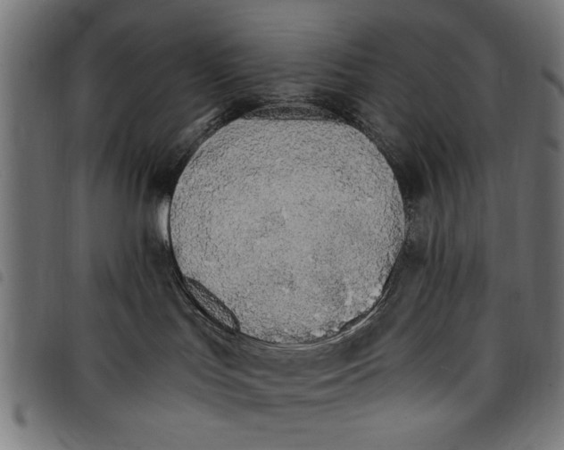 X0000097670047200803281022