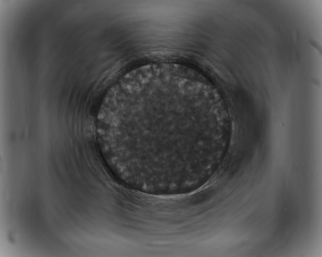 X0000097670048200803281022