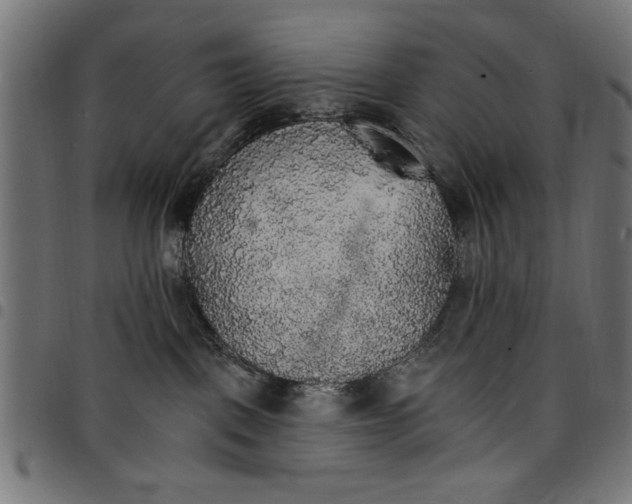 X0000097670093200803281022
