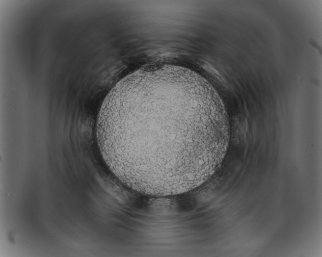 X0000097670230200803281019