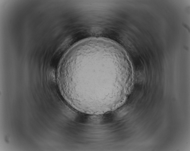 X0000097670238200803281019