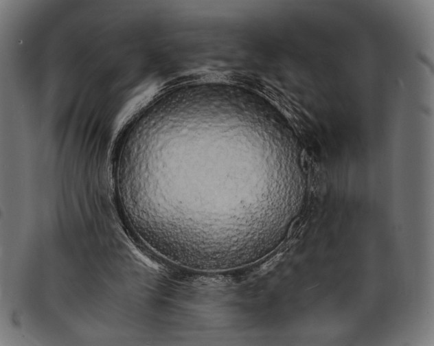 X0000097670245200803281019