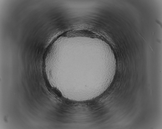 X0000097670434200803281016
