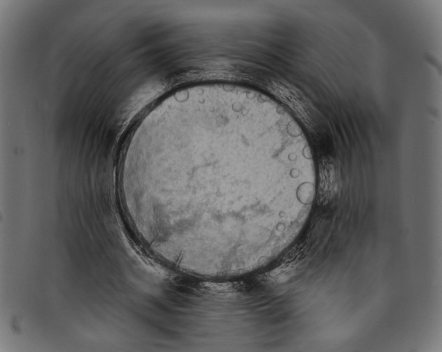 X0000097670534200803281014