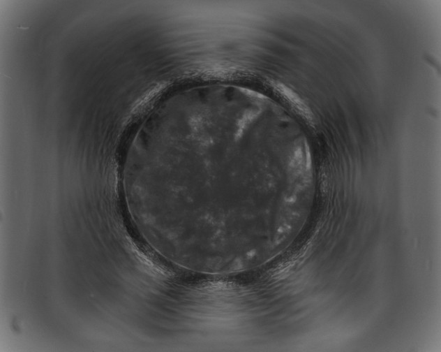 X0000097670637200803281013
