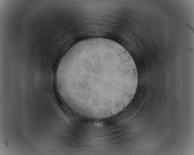 X0000097670647200803281013