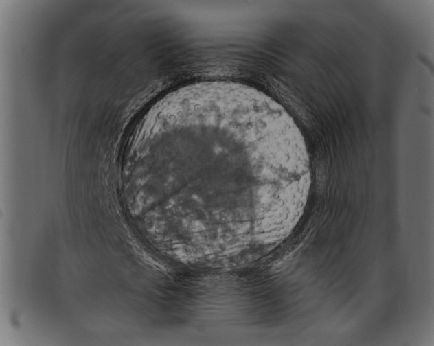X0000097670721200803281012