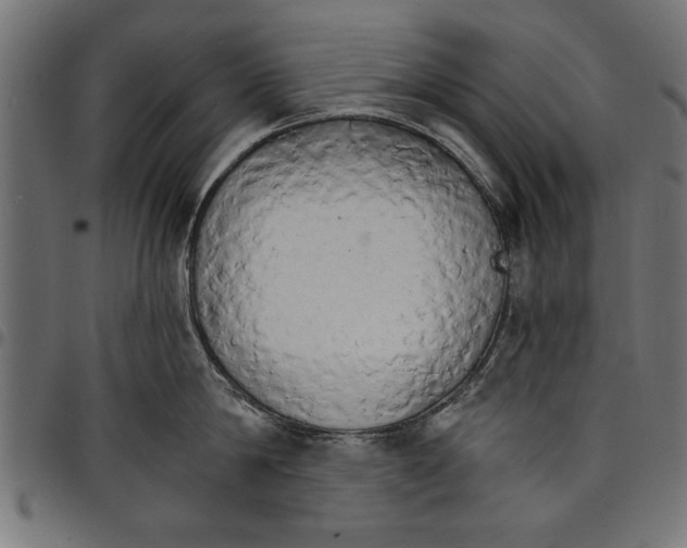 X0000097670814200803281011
