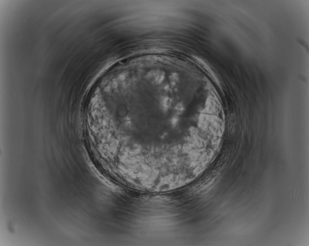 X0000097670851200803281011