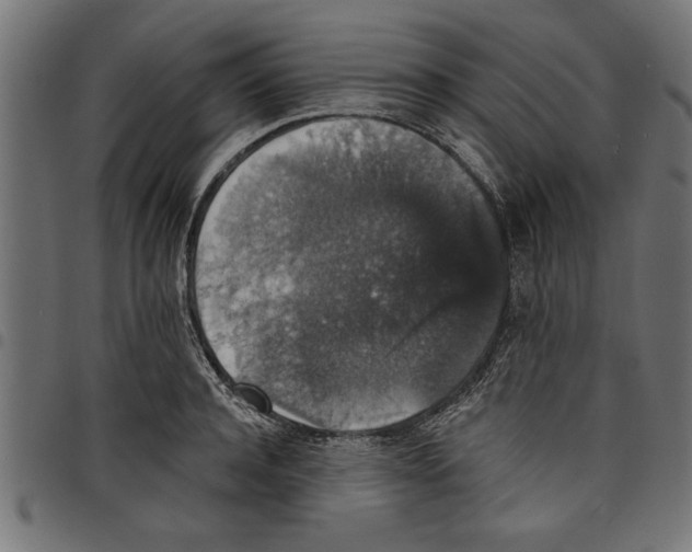 X0000097670944200803281009