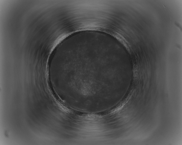 X0000097671077200803281007