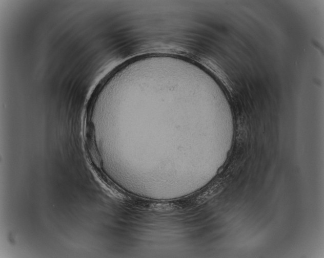X0000097671128200803281007