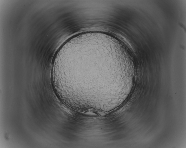X0000097671228200803281005