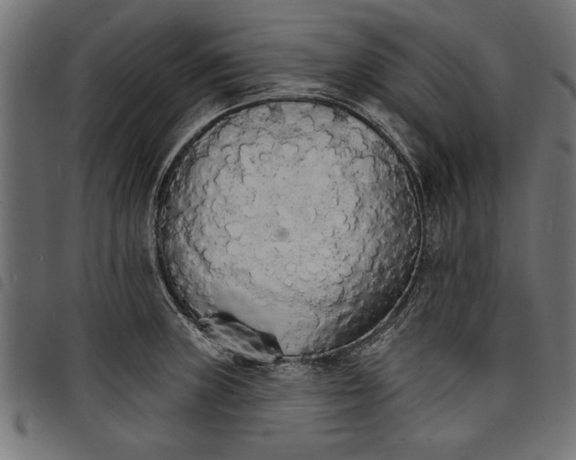 X0000097671235200803281006