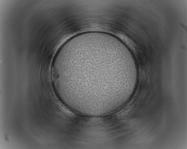 X0000097671238200803281006
